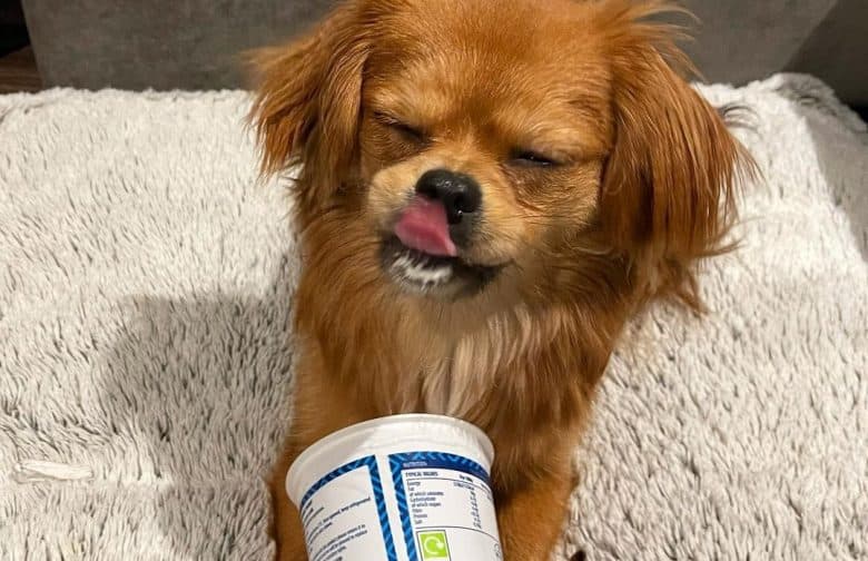 a Cavapom licking its face while holding a yogurt tub