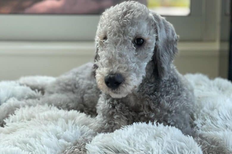 a Bedlington Terrier laying comfortably