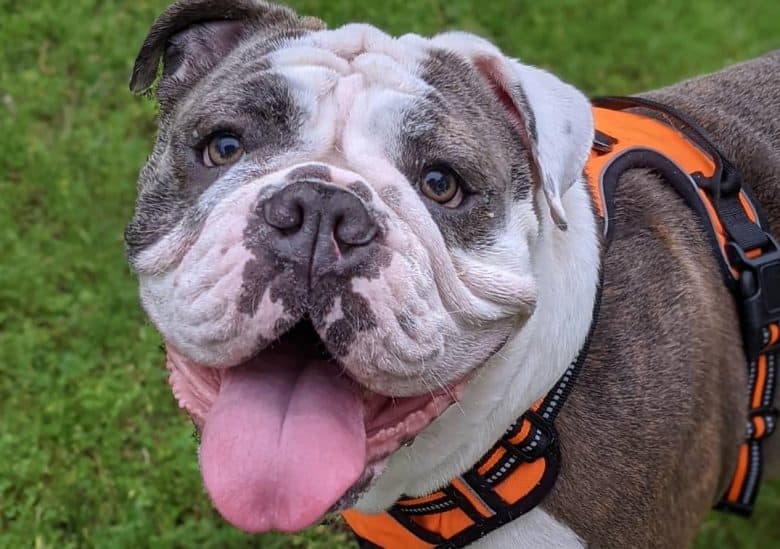 a cherry English Bulldog wearing orange harness