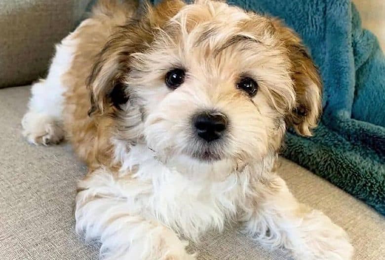 a Havanese laying on a couch