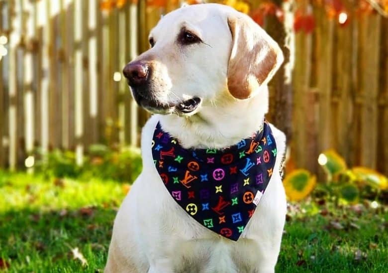 a Labrador Retriever wearing a scarf