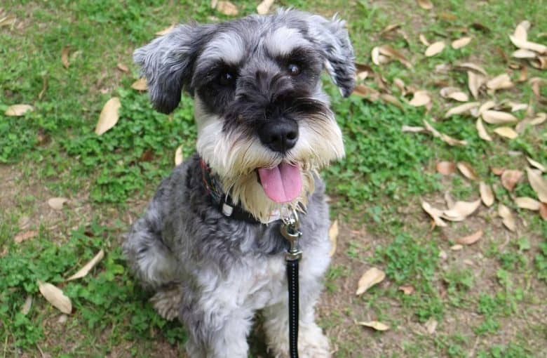 a happy Miniature Schnauzer on a walk