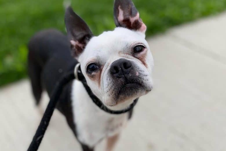 a senior Boston Terrier posing for a picture