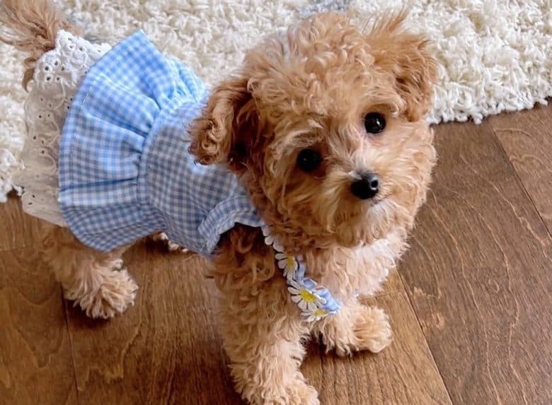 a Teacup Poodle wearing a blue plaid dress looking up
