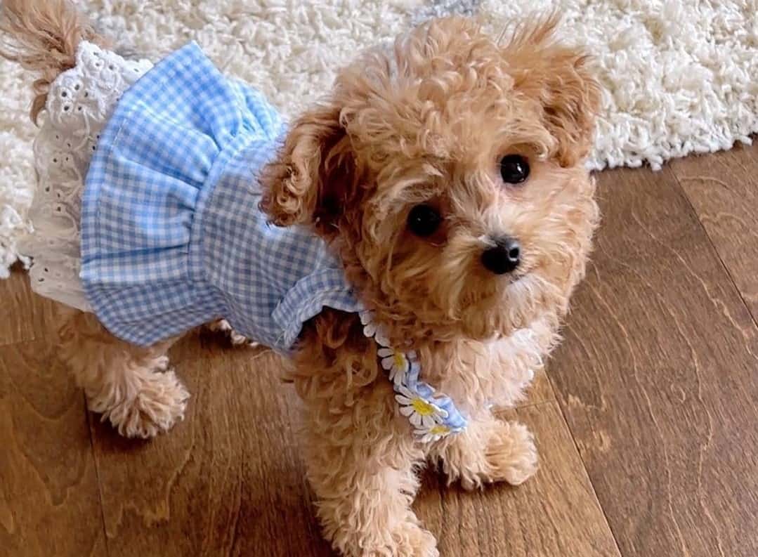 Meet the Best Teacup Dog Breeds in the World K9 