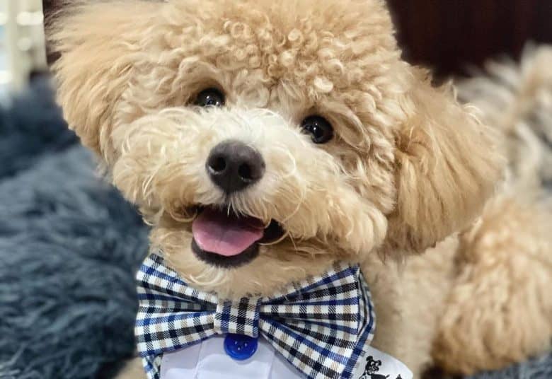 Toy Poodle tilting its head and wearing a plaid bow tie