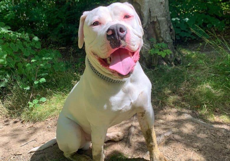 an American Bulldog sitting in the middle of the forest