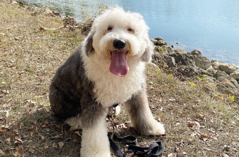 a fluffy Old English Sheepdog sitting on a riverbank