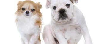 a Chihuahua and English Bulldog sitting side by side
