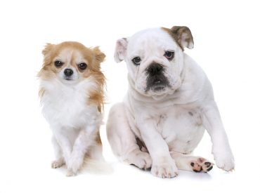 a Chihuahua and English Bulldog sitting side by side