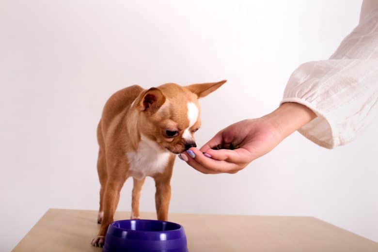 a Chihuahua standing and eating on a human hand