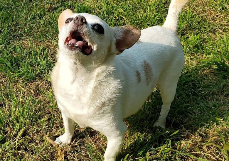 an adorable Chihuahua looking up