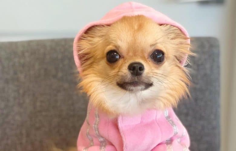 a Chihuahua wearing a pink track suit