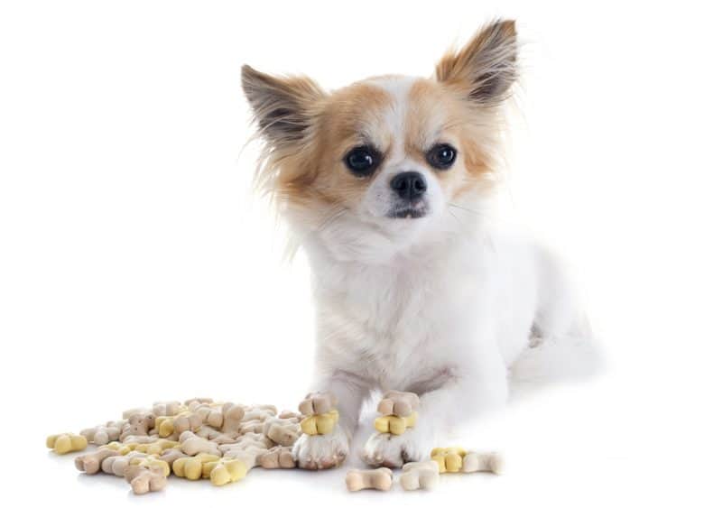 犬の食べ物と一緒に座っているチワワ