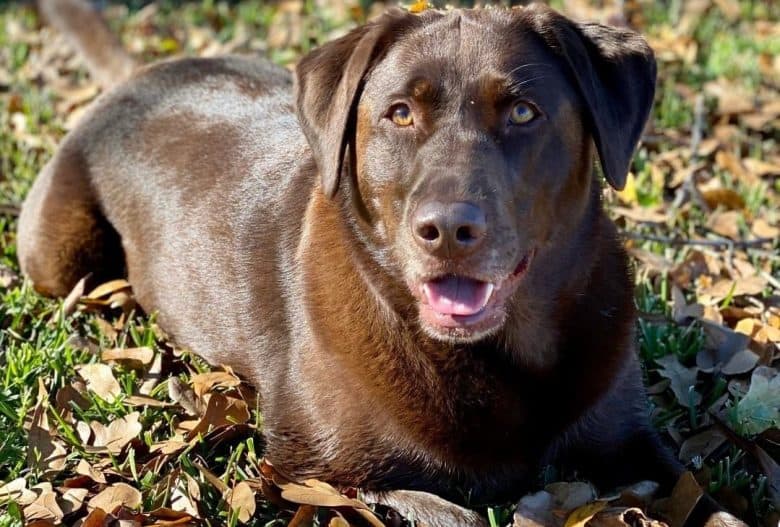 a happy Chocolate Lab laying on dried leaves