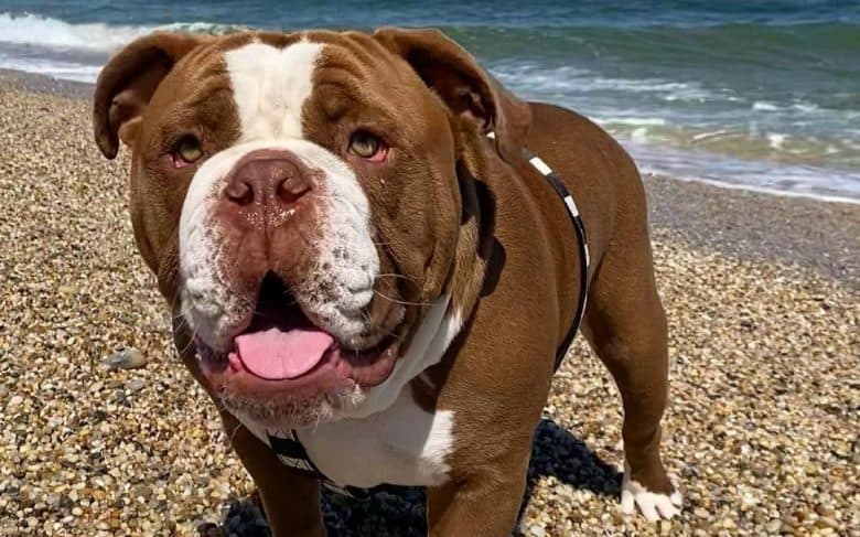 an Olde English Bulldogge standing on a rocky beach