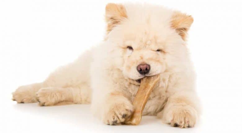Purebred Chow Chow puppy eats bone