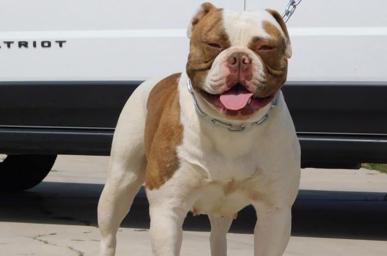 A smiling American Bulldog wearing a chain