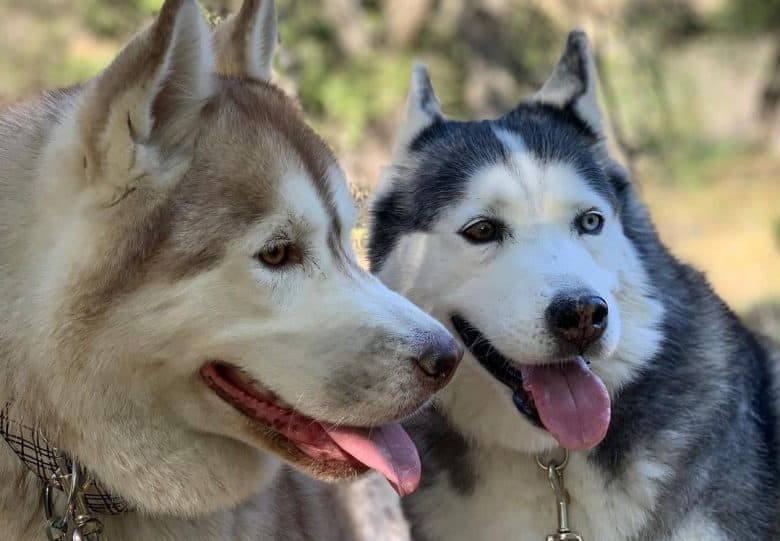 Two Siberian Husky smiling and playing with each other