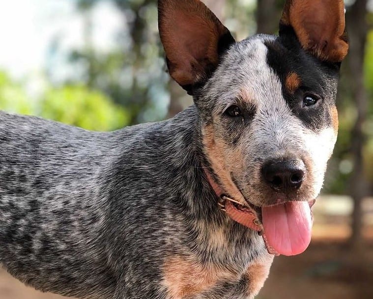 A Blue Heeler with tongue-out standing on the forest