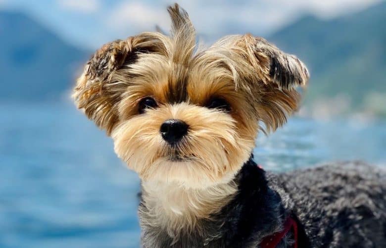 a Blue Born Yorkie exploring in the sea