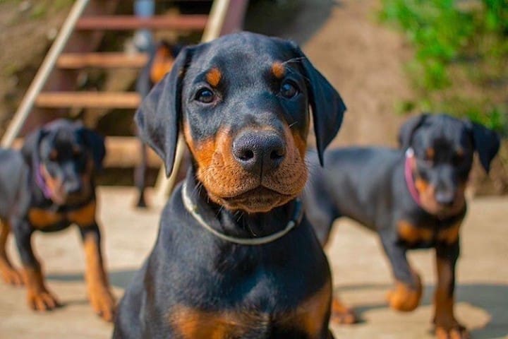 a Doberman puppy sitting