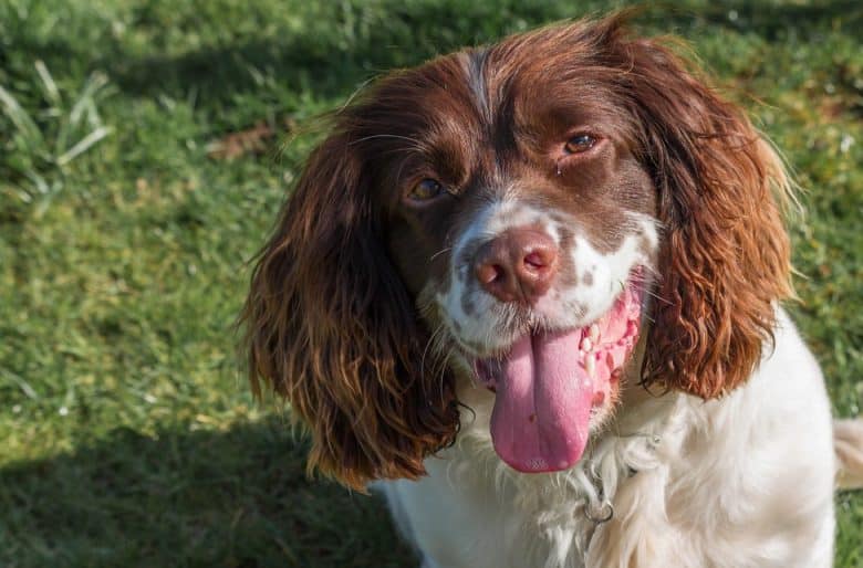 a happy English Springer Spaniel