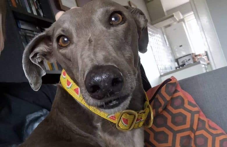 a Greyhound wearing a watermelon collar