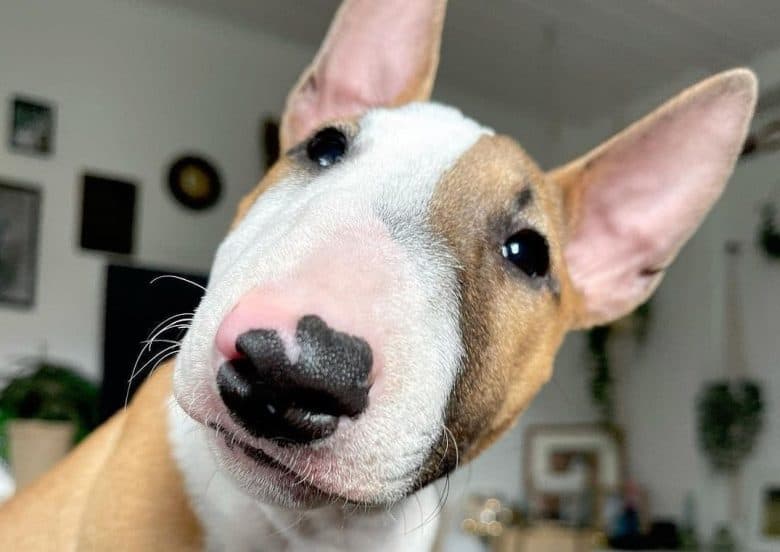 a Miniature Bull Terrier looking closely
