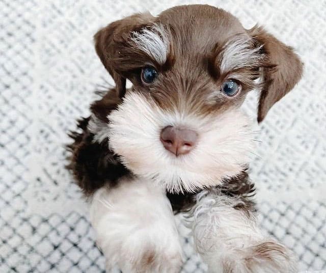 Close-up portrait of Miniature Schnauzer dog