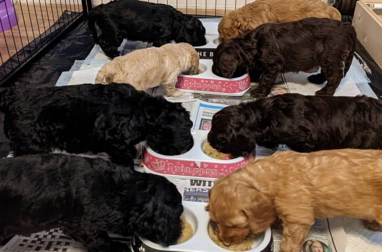 Cockapoo puppies eating dog food on bowls