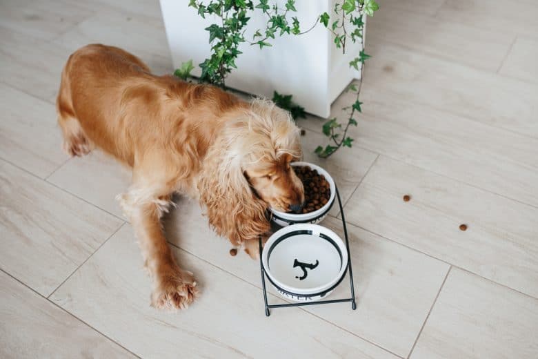 a Cocker Spaniel currently eating kibble 