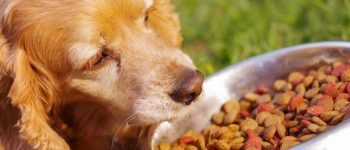 Close up image of a Cocker Spaniel ready to eat