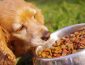 The Best Dog Food for Cocker Spaniels