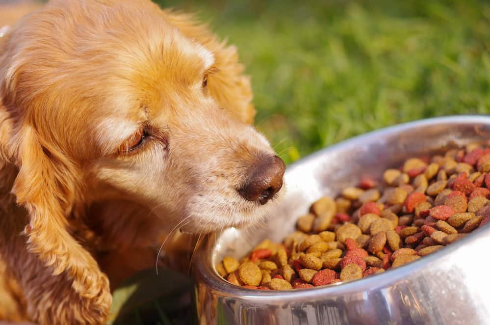 best diet for cocker spaniel