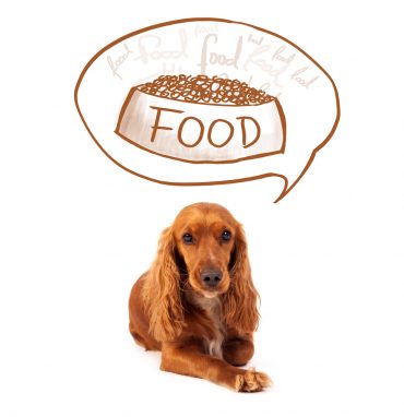 CANIDAE Grain-Free PURE Puppy Limited Ingredient
