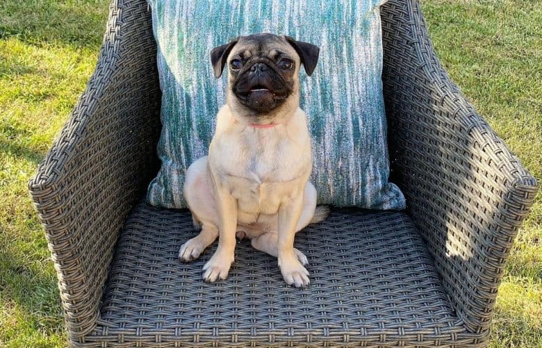 a Teacup Pug sitting on a chair with pillow
