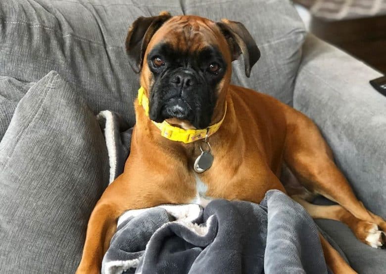 a serious Boxer relaxing on a couch with blanket