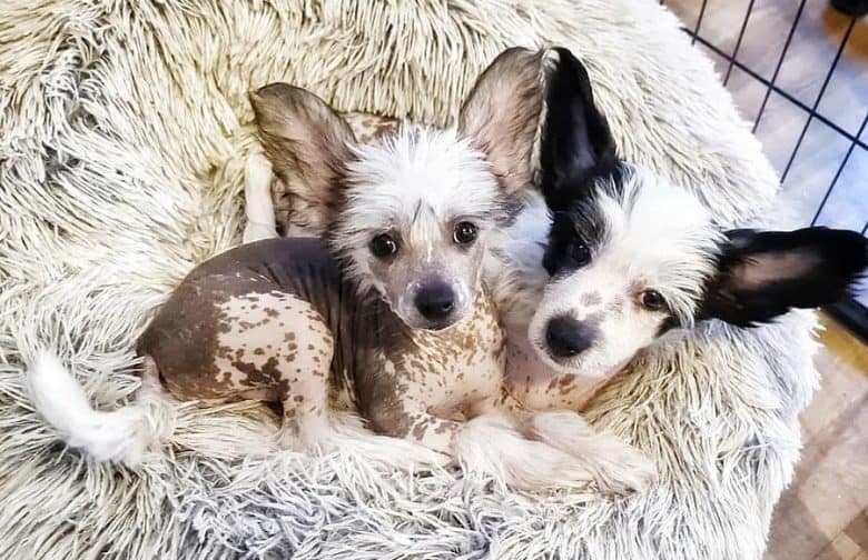 two Chinese Crested puppies comfortably laying on a fluffy dog bed
