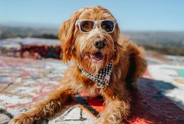 a Labradoodle wearing sunglasses and laying under the sun