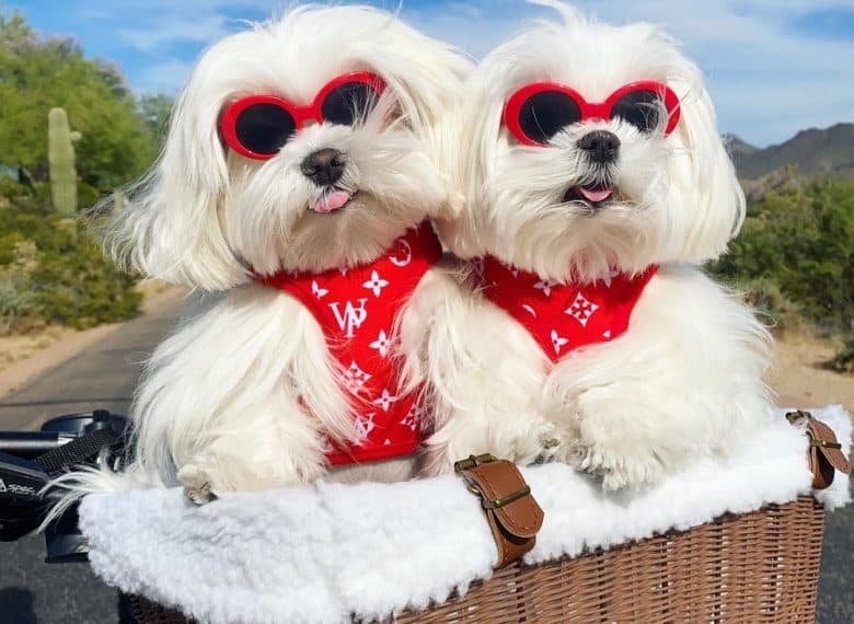 Maltese wearing sunglasses and red harness while sitting inside a bike basket