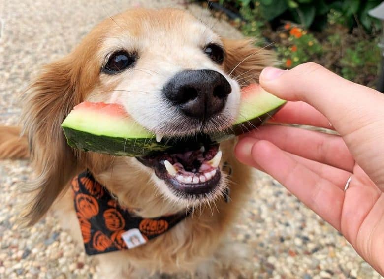 a Corgi and Doxie mix eating the watermelon rind