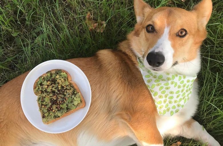 a Corgi laying on the grass with a plate of avocado toast placed on its belly