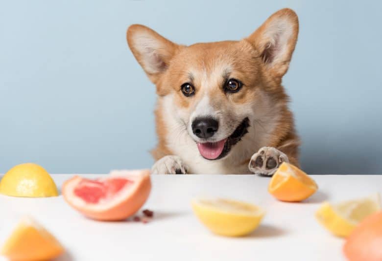 a Corgi standing on a table with citrus fruits