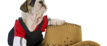 A dressed English Bulldog puppy