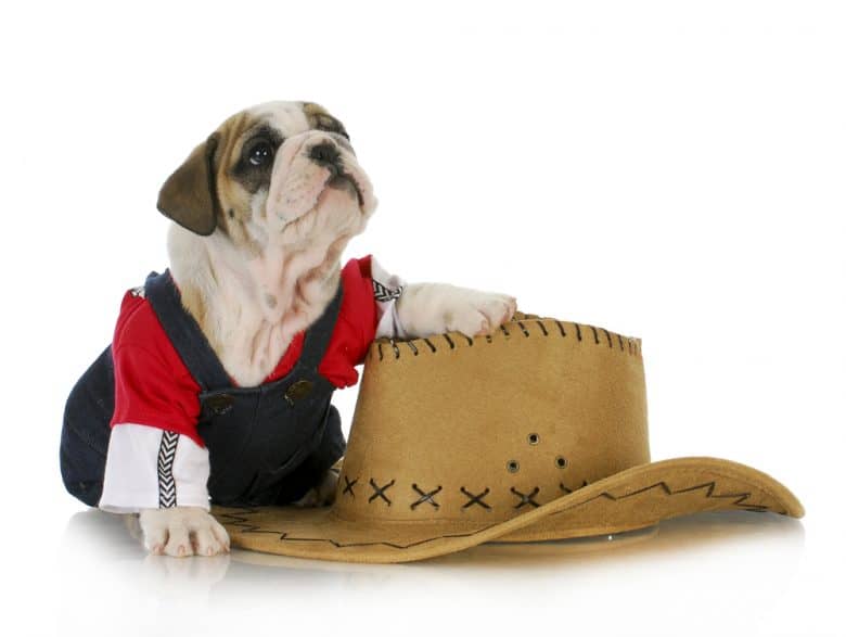 A dressed English Bulldog puppy
