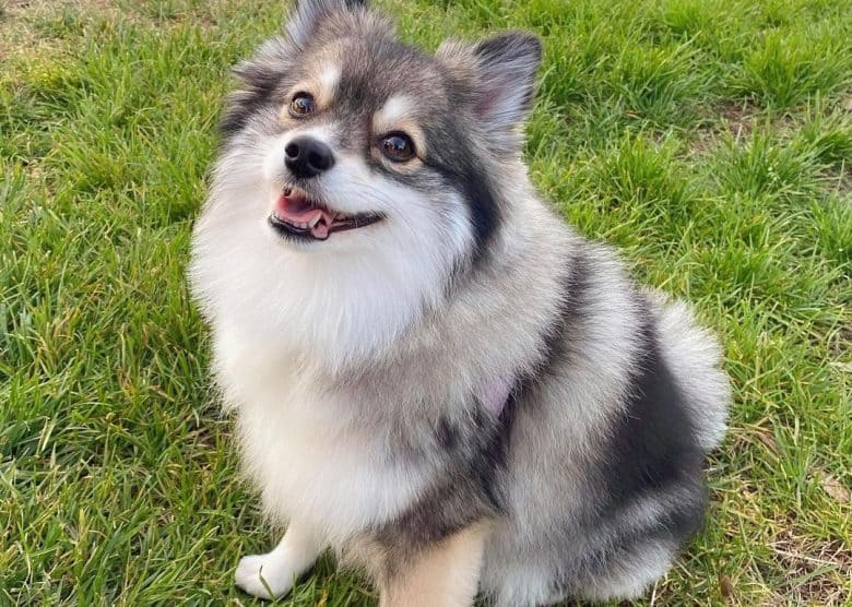 a fluffy Pomsky smiling while sitting on the grass