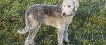 a Bedlington Terrier standing outdoors