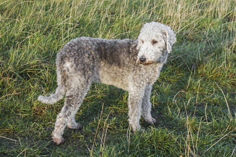 a Bedlington Terrier standing outdoors