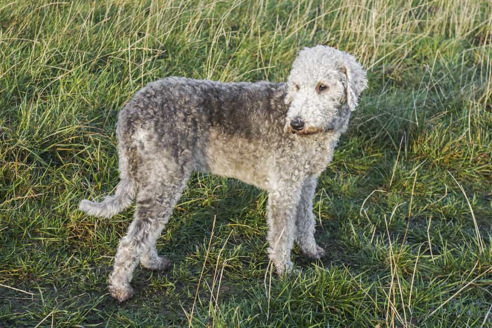 The Bedlington Terrier Affectionate, energetic & loyal dog breed K9 Web